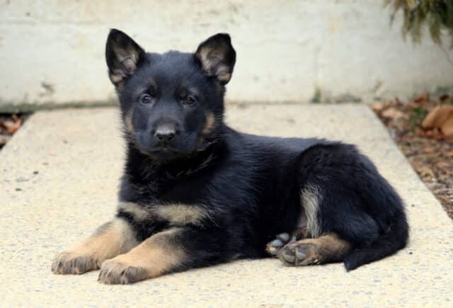 Young German Shepherd puppy with black and tan coloring lying calmly on a concrete walkway, ears perked and eyes focused forward. image