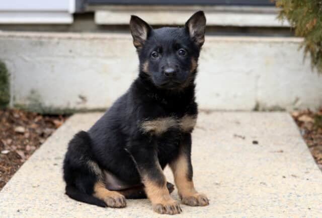 Young black and tan German Shepherd puppy sitting upright on a concrete walkway, ears perked and eyes focused forward, showing classic markings in an outdoor setting. image