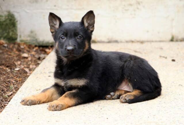 Black and tan German Shepherd puppy lying down on a concrete walkway, ears standing alert and eyes looking toward the camera, displaying classic puppy markings in an outdoor setting. image