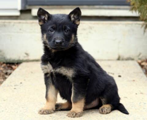 Black and tan German Shepherd puppy sitting upright on an outdoor concrete path, featuring bright eyes, sturdy paws, and early shepherd build with classic markings.