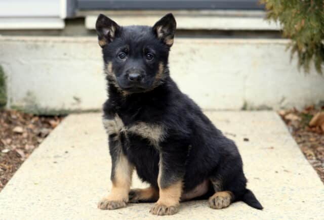 Black and tan German Shepherd puppy sitting upright on an outdoor concrete path, featuring bright eyes, sturdy paws, and early shepherd build with classic markings. image