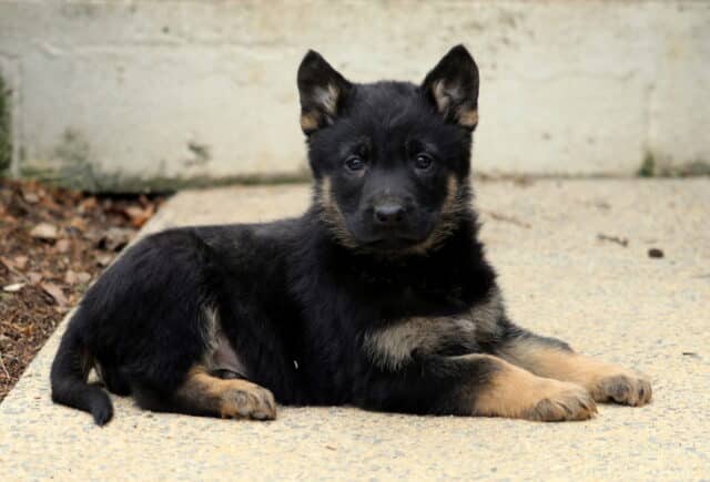 Black and tan German Shepherd puppy lying on an outdoor concrete walkway, showing alert ears, expressive eyes, and classic shepherd coloring in a relaxed pose. image