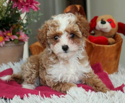 Curly apricot and white Cavapoo puppy lying on a pink blanket, showcasing a fluffy hypoallergenic coat with a cozy indoor setting featuring flowers and a plush toy in the background