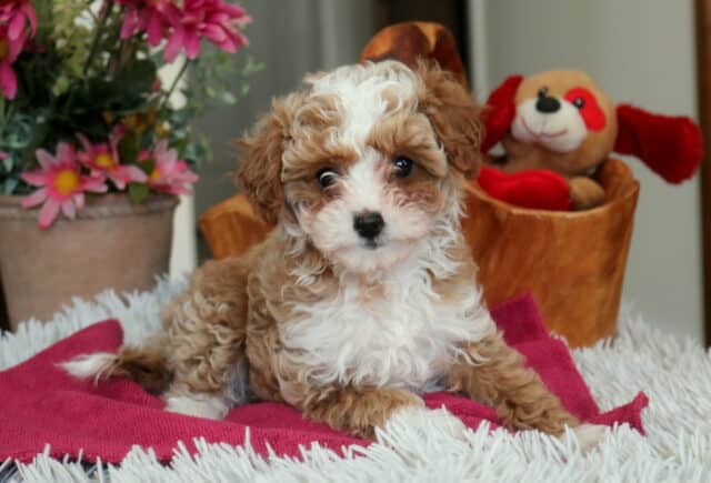 Curly apricot and white Cavapoo puppy lying on a pink blanket, showcasing a fluffy hypoallergenic coat with a cozy indoor setting featuring flowers and a plush toy in the background image