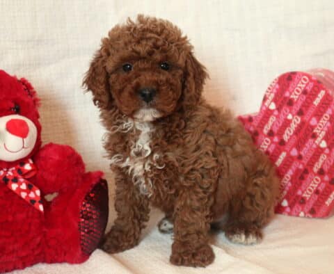 Duke Mini Goldendoodle2