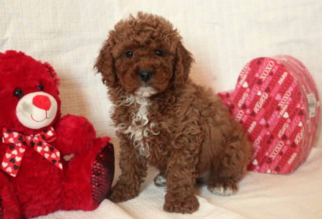 Duke Mini Goldendoodle2 image