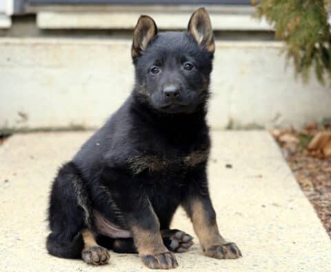 Young black and tan German Shepherd puppy sitting upright on a concrete path, featuring perky ears, sturdy paws, and a confident, attentive expression outdoors.