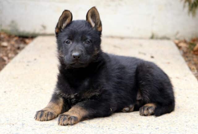 Black and tan German Shepherd puppy lying on a concrete walkway with ears perked, sturdy paws out front, and a calm, curious expression in an outdoor setting. image