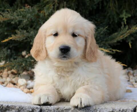 Fluffy light golden Golden Retriever puppy resting on a stone ledge outdoors, framed by evergreen trees and small patches of snow, featuring soft wavy fur, floppy ears, and a gentle, relaxed expression.