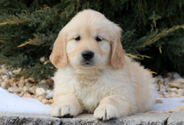 Fluffy light golden Golden Retriever puppy resting on a stone ledge outdoors, framed by evergreen trees and small patches of snow, featuring soft wavy fur, floppy ears, and a gentle, relaxed expression. image