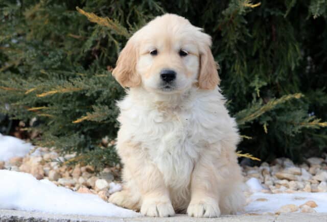 Cream-colored Golden Retriever puppy sitting upright on a stone surface outdoors, surrounded by evergreen trees and patches of snow, showcasing fluffy fur, soft floppy ears, and a calm, sweet expression. image