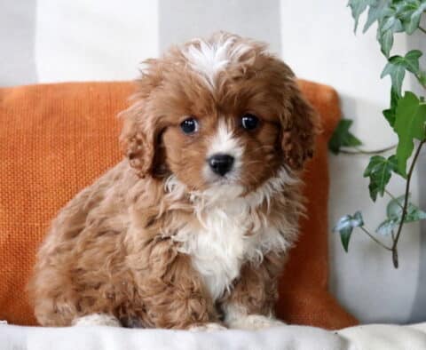 Easton Cavapoo