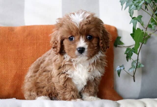 Easton Cavapoo image