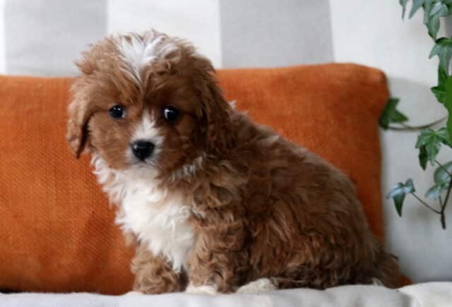 Easton Cavapoo2 image