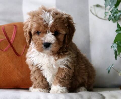 Elis Cavapoo
