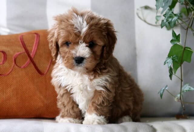 Elis Cavapoo image