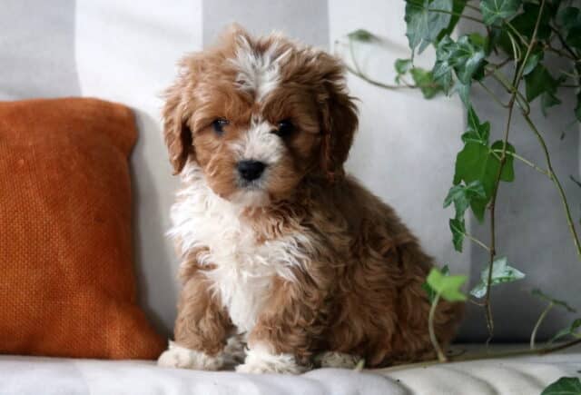 Elis Cavapoo2 image