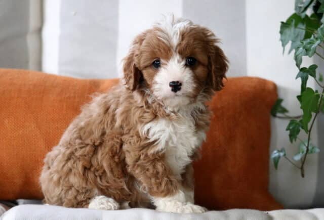 Emily Cavapoo image