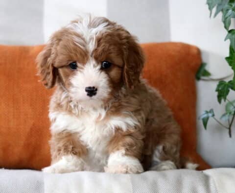 Emily Cavapoo2