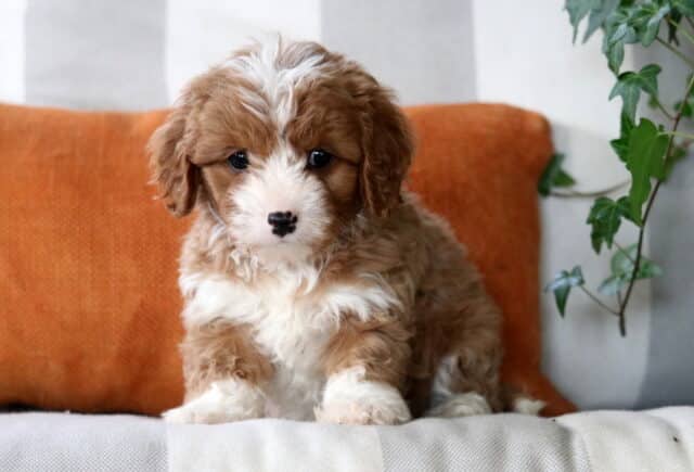 Emily Cavapoo2 image