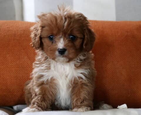 Eva Cavapoo