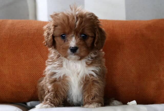 Red Cavapoo puppy with a fluffy white chest sitting on an orange couch, featuring soft wavy fur and an alert, sweet expression image
