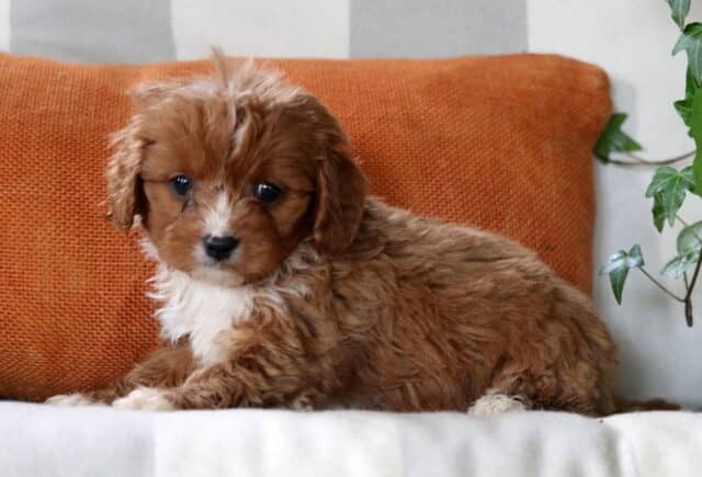 Red Cavapoo puppy lying on a white cushion with an orange pillow backdrop, showing soft curly fur, white markings, and a gentle, relaxed pose image
