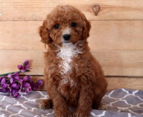 Farrah Cavapoo