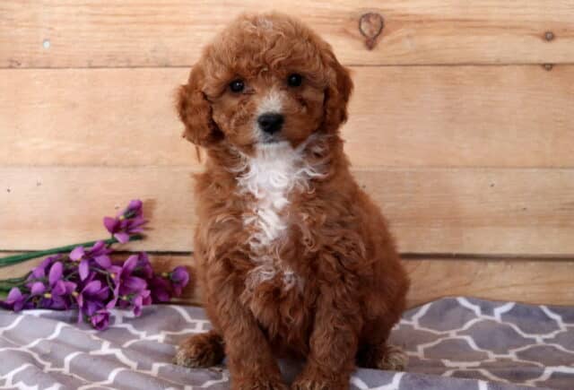 Farrah Cavapoo image