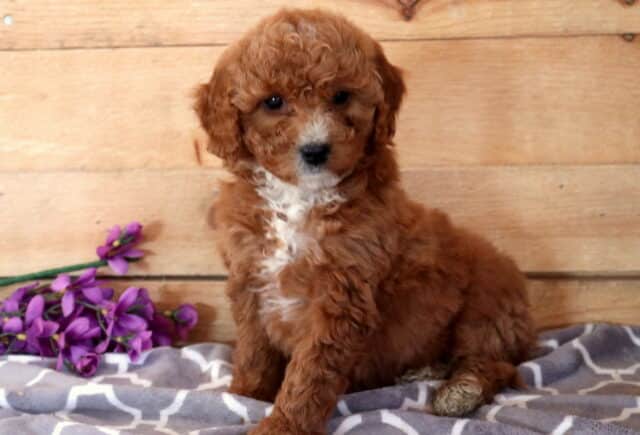 Farrah Cavapoo2 image