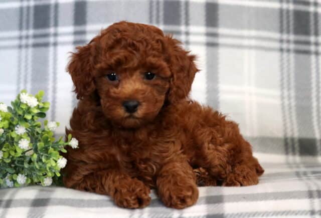 Farrah Mini Poodle image