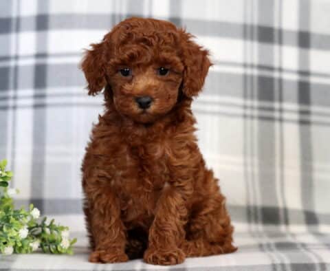 Farrah Mini Poodle2