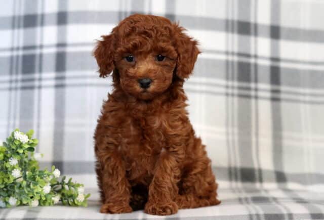 Farrah Mini Poodle2 image