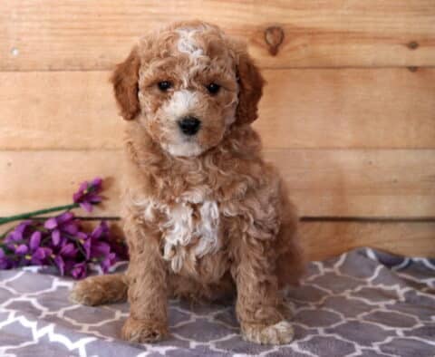 Fizz Cavapoo