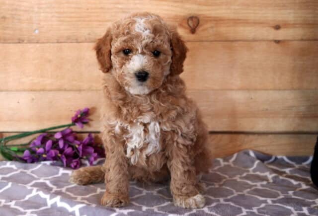 Fizz Cavapoo image