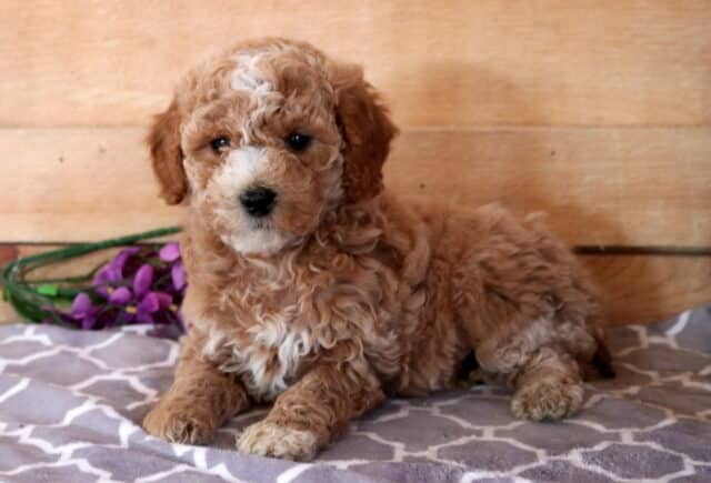 Fizz Cavapoo2 image
