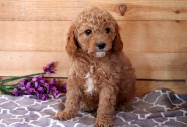 Flame Cavapoo image