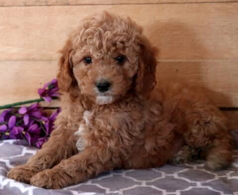 Flame Cavapoo2