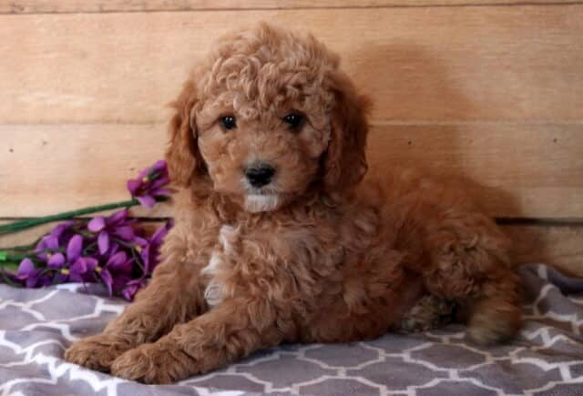 Flame Cavapoo2 image