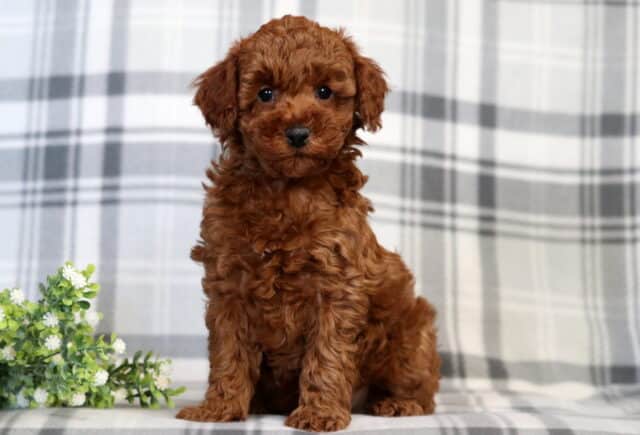 Flynn Mini Poodle image