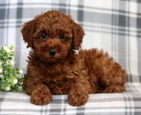 Flynn Mini Poodle2
