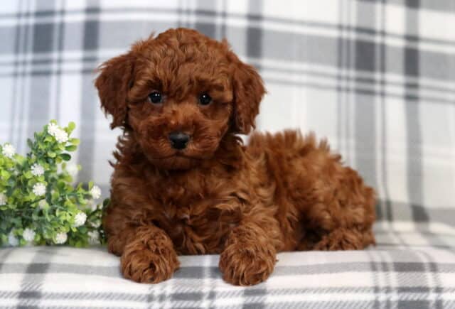 Flynn Mini Poodle2 image