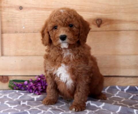 Forest Cavapoo