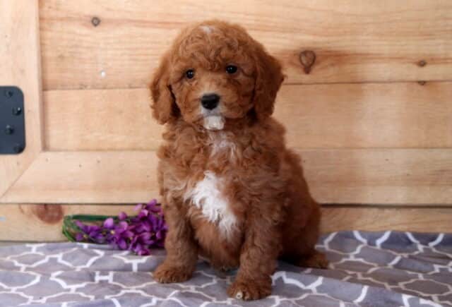 Red Cavapoo puppy with a curly coat and white chest sitting on a patterned blanket in front of a rustic wooden backdrop, with purple flowers beside it image