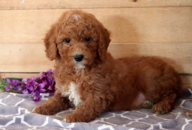 Red Cavapoo puppy with a soft curly coat and white chest lying on a gray patterned blanket in front of a wooden backdrop with purple flowers image
