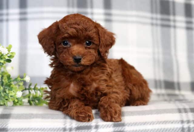 Foxy Mini Poodle image