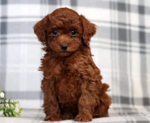 Foxy Mini Poodle2