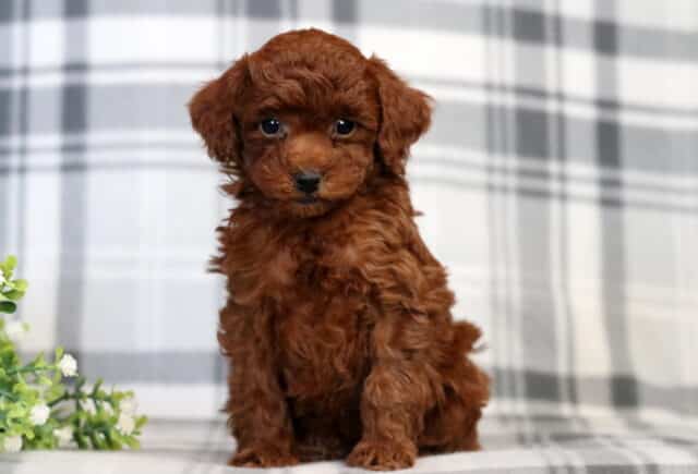Foxy Mini Poodle2 image