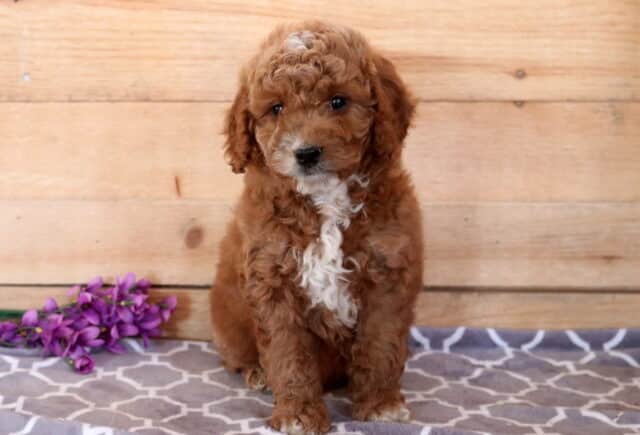 Red Cavapoo puppy with a white chest sitting on a patterned blanket, featuring a curly coat and sweet expression against a rustic wooden backdrop image