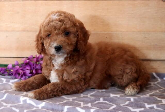Red Cavapoo puppy with a curly coat and white markings lying on a patterned blanket, posed in front of a rustic wooden backdrop with purple flowers image